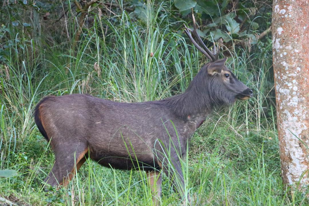 Claw marks of a sloth bear on a tree trunk; an elephant with its young; a sambar deer. Photos by author