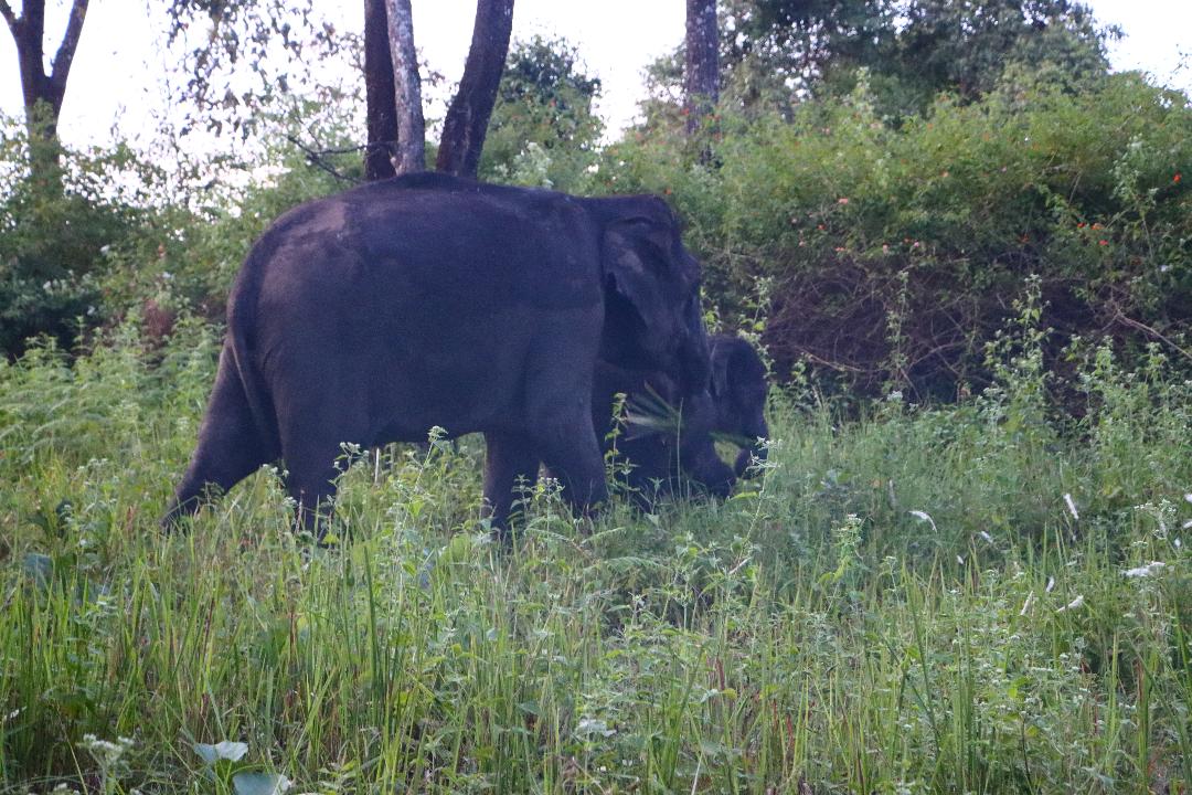 Claw marks of a sloth bear on a tree trunk; an elephant with its young; a sambar deer. Photos by author