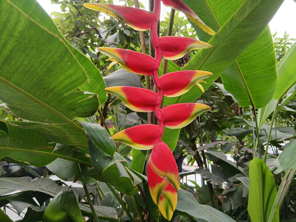 Samsung Galaxy A16's camera sample.