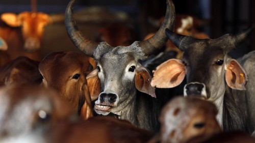 Cattle smuggler detained under PSA in Jammu and Kashmir Udhampur