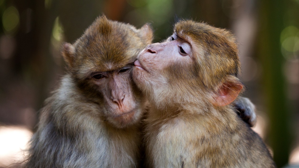 How did kissing evolve in humans?