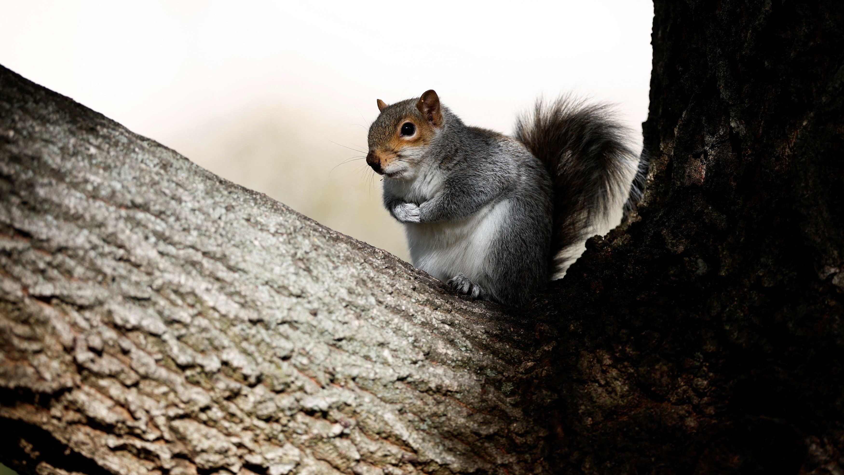 Squirrels, sparrows and life lessons