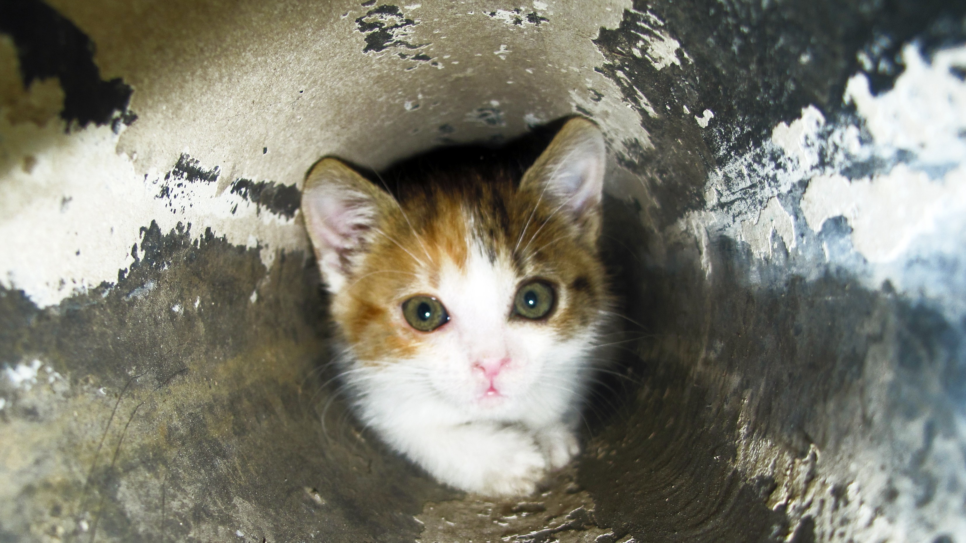 Kitten gets stuck in water pipeline in Thane building; rescued