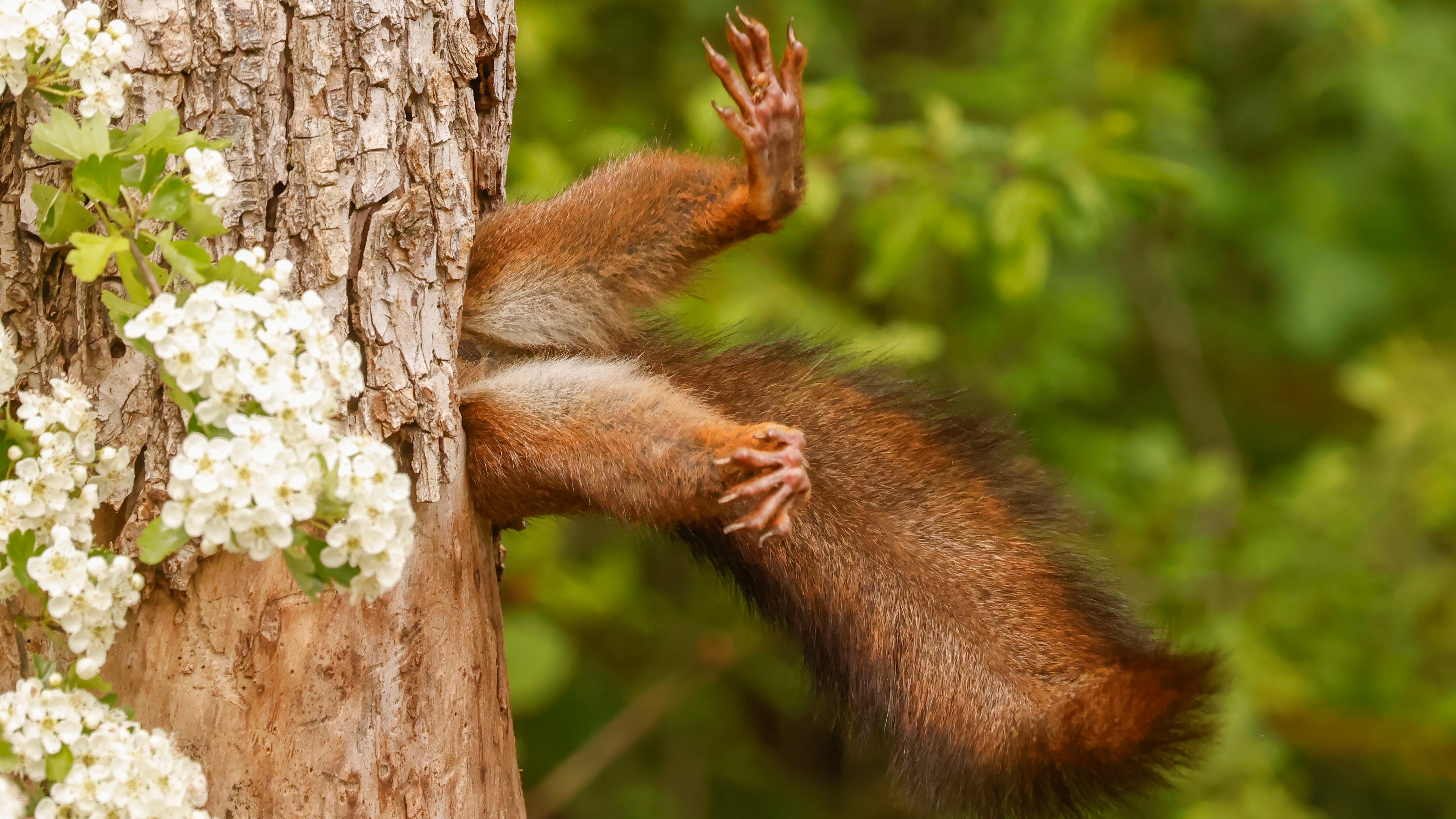A squirrel, hilariously frozen in an awkward position, claimed the top honour at this year’s Nikon Comedy Wildlife Photography Awards.