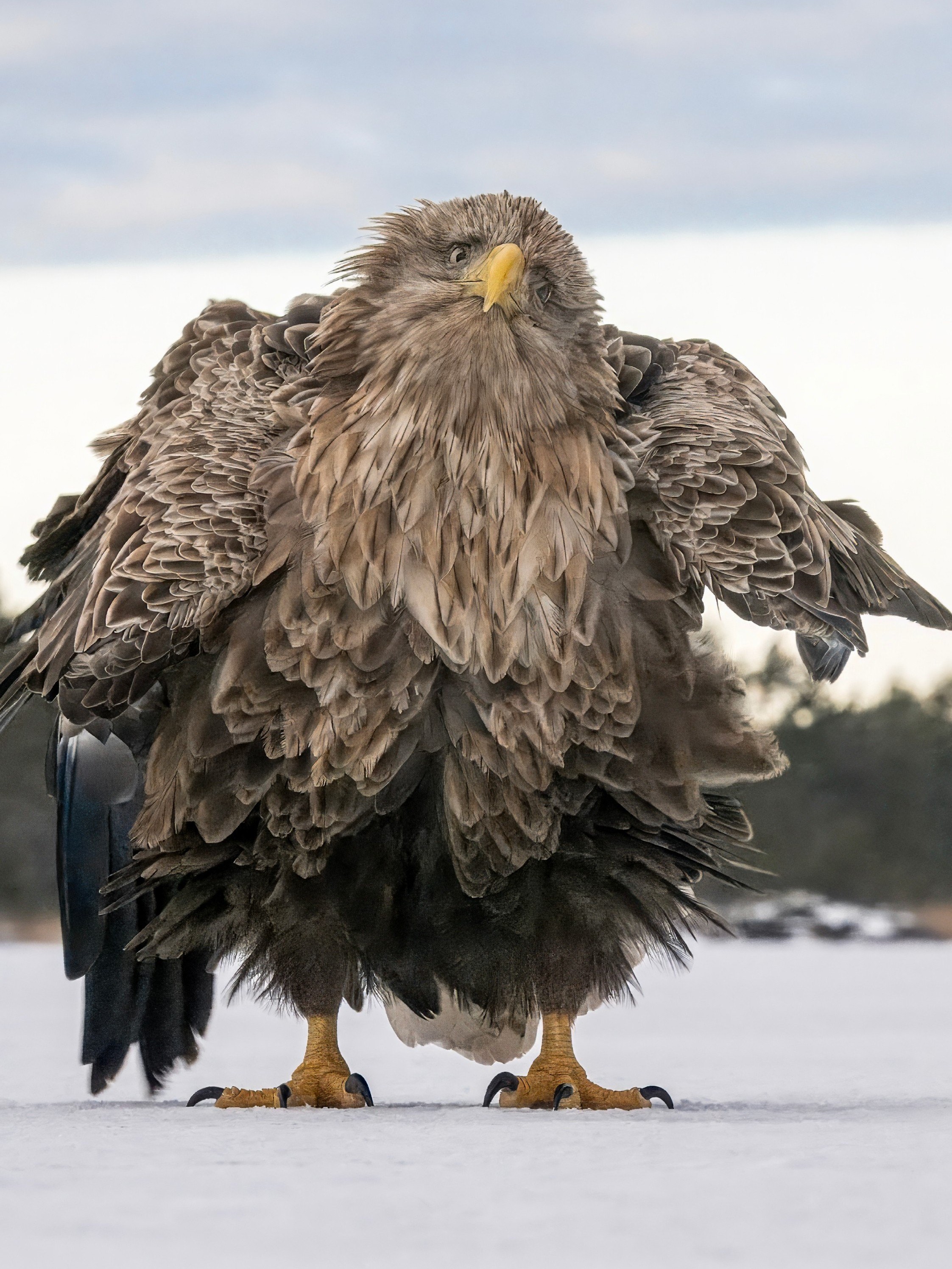 The People's Choice winner from Finland features a white-tailed eagle striking a series of amusing poses while fluffing its feathers.