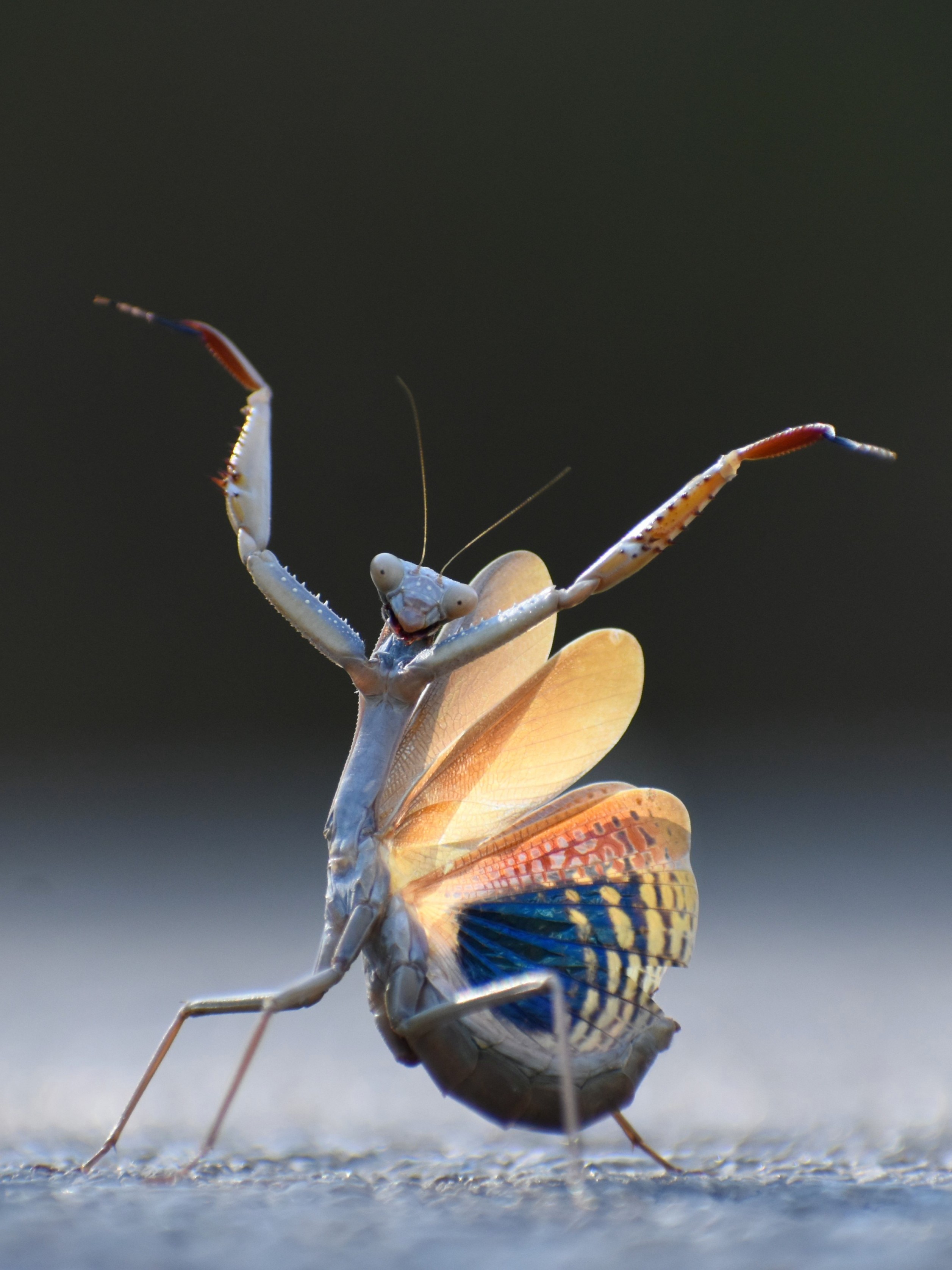 Spanish photographer Molina captured this award-winning image, which won first position in the Insects Category. Taken in Pantano el Sitjar, Spain, the photo features a Flemish Mantis striking a pose reminiscent of a flamenco dancer.