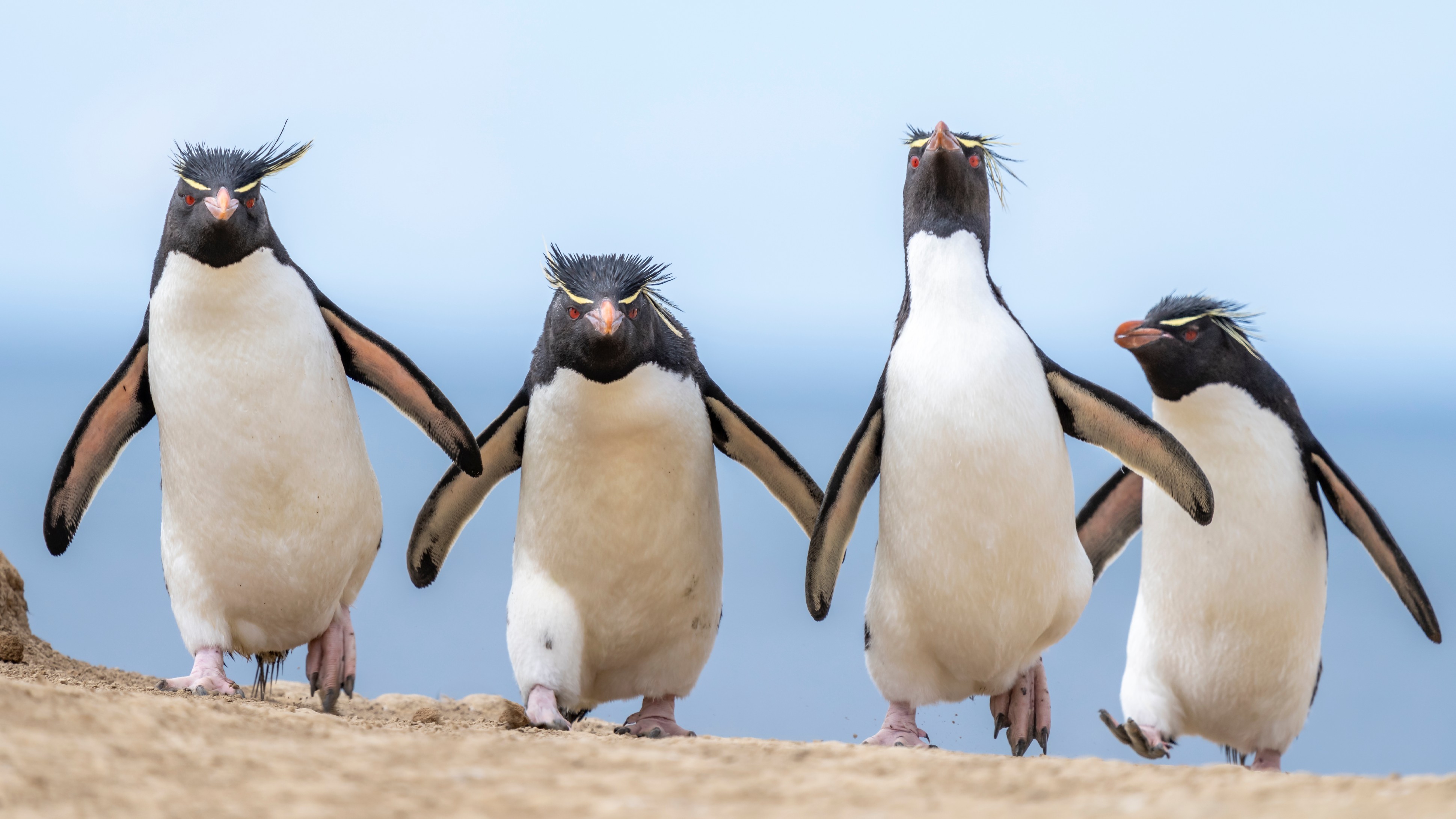These rockhopper penguins are strutting along the penguin highway, heading into town with no intention of sharing space.
