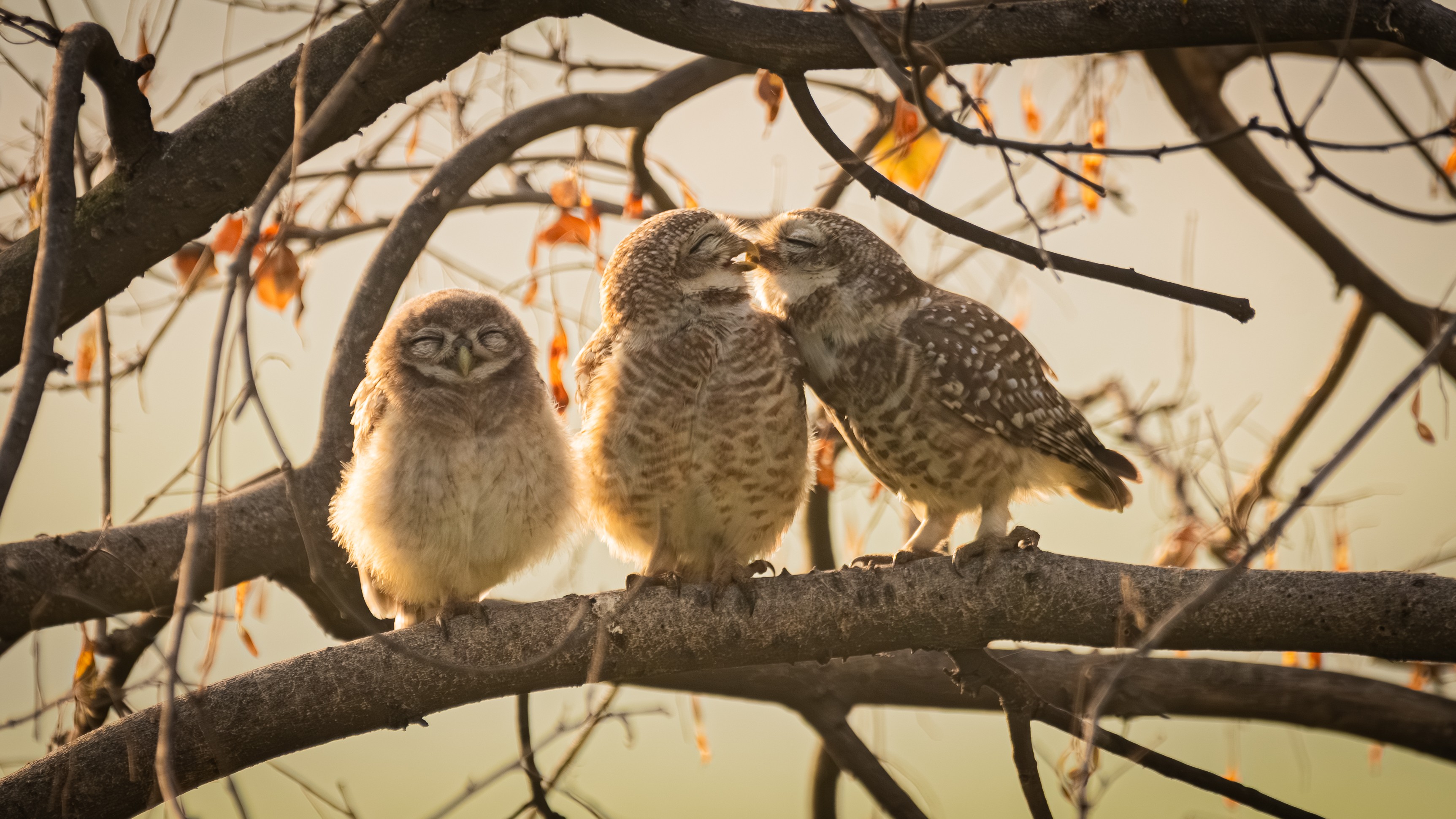 Sarthak Ranganadhan, a 16-year-old Indian photographer, won the Nikon Junior category title for his amazing photo of two spotted owlets caught in a moment alongside their grinning offspring.