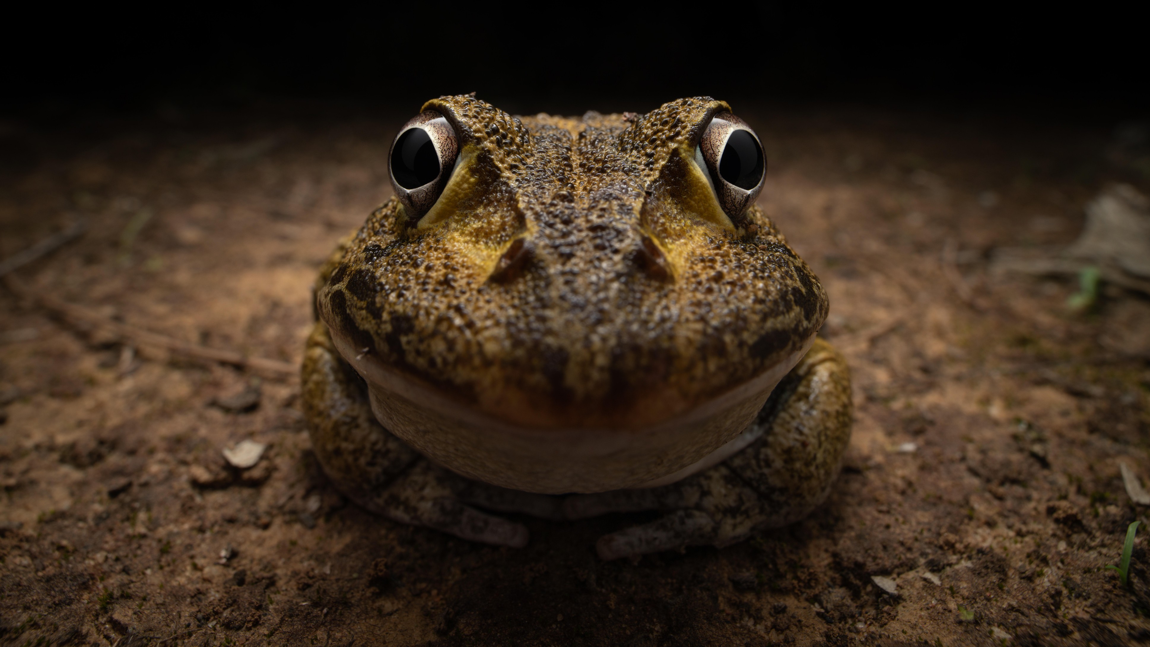 This photo of a frog flashing a goofy smile secured the Nikon Young Photographer award at this year’s Nikon Comedy Wildlife Photography Awards.