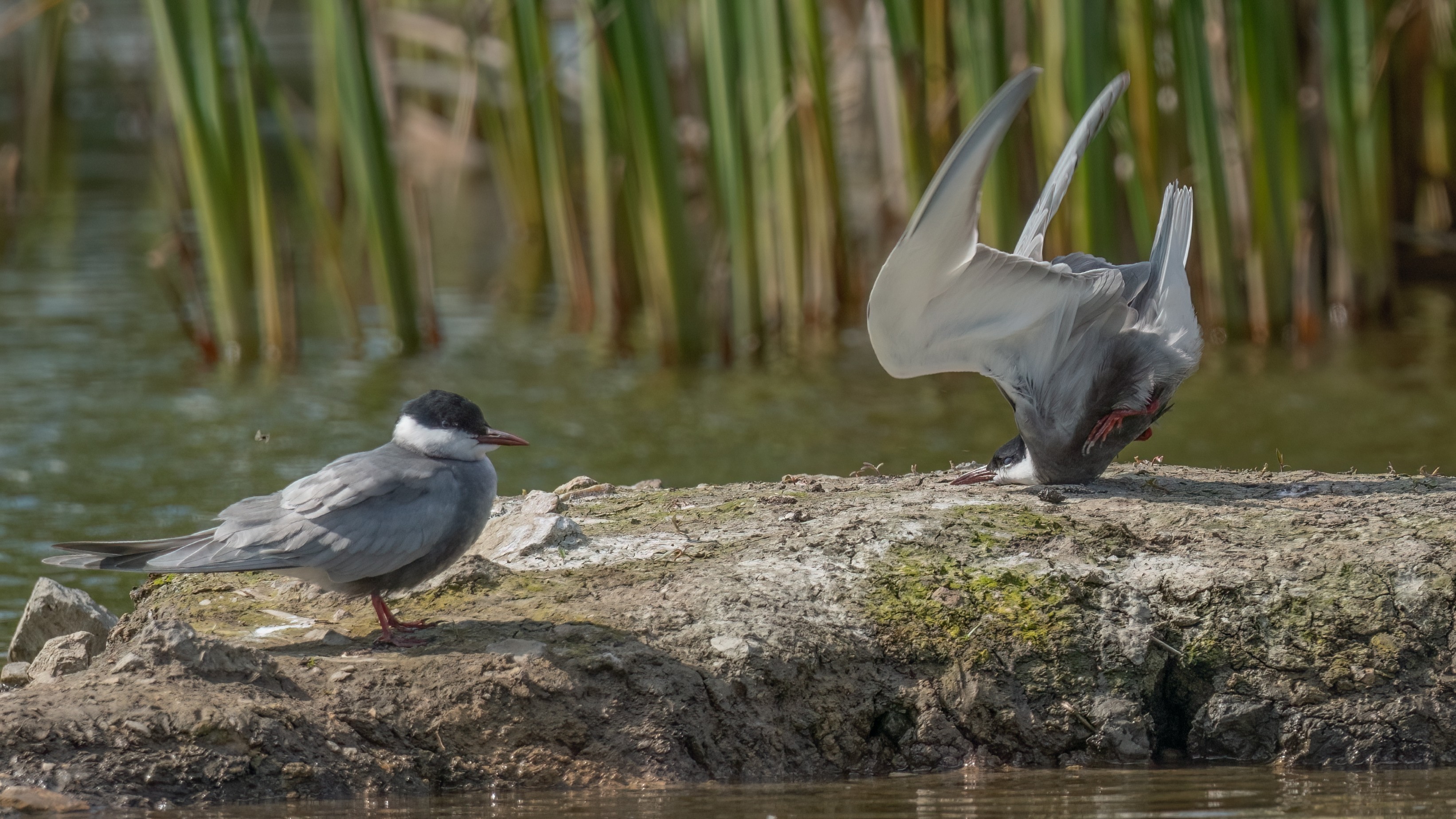 The Birds Category winner features a whiskered tern clumsily colliding with a rock, as its companion gazes on in astonishment.