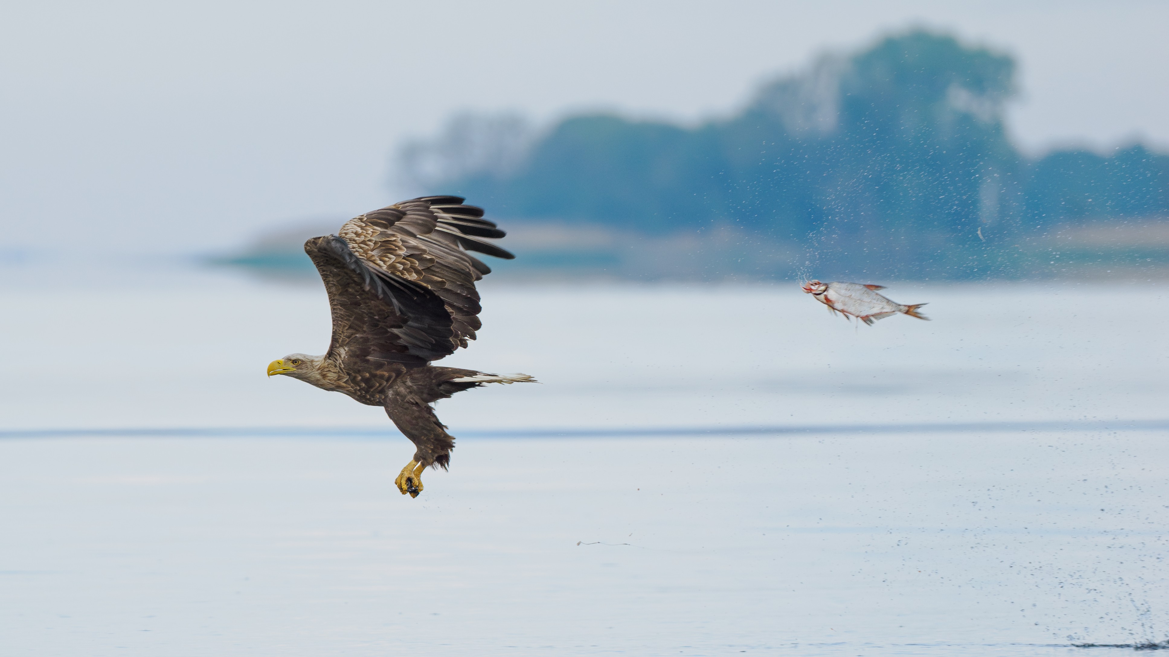 An award-winning image from Szczecin Lagoon, Poland, shows a fish seemingly chasing a bald eagle. The photo sealed first place in the Fish and Other Aquatic Animals category.