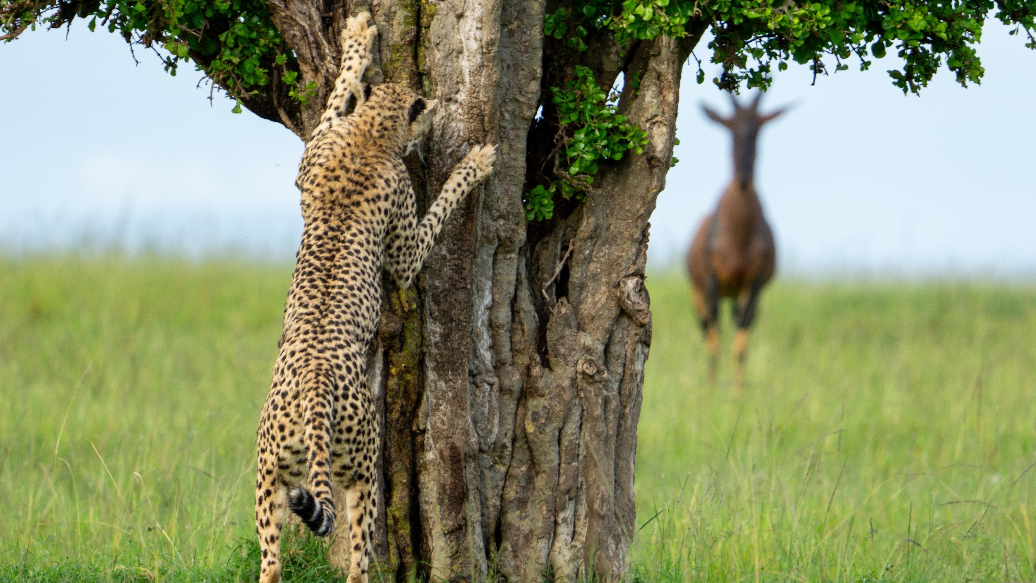 This shot captures a female cheetah seeking a mate, under the watchful gaze of a group of topi, as she left scent messages on trees.