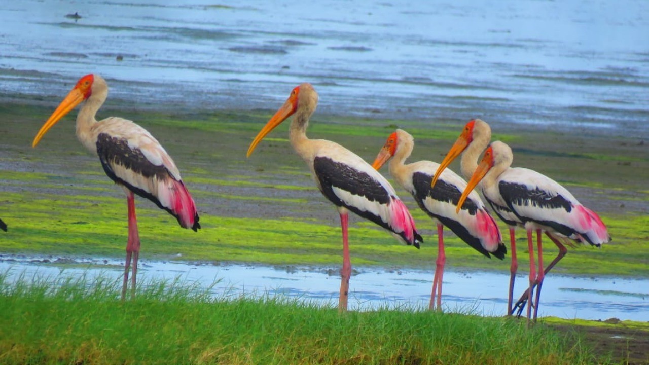 Maharashtra's Panje, NRI wetlands safe: RTI