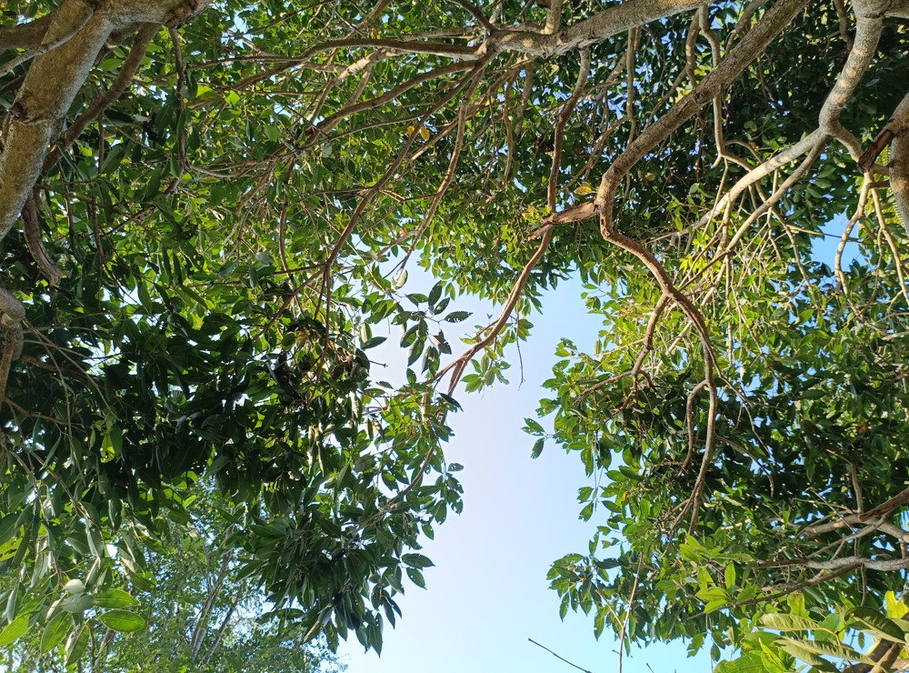 Xiaomi Redmi Note 14 5G's camera sample.
