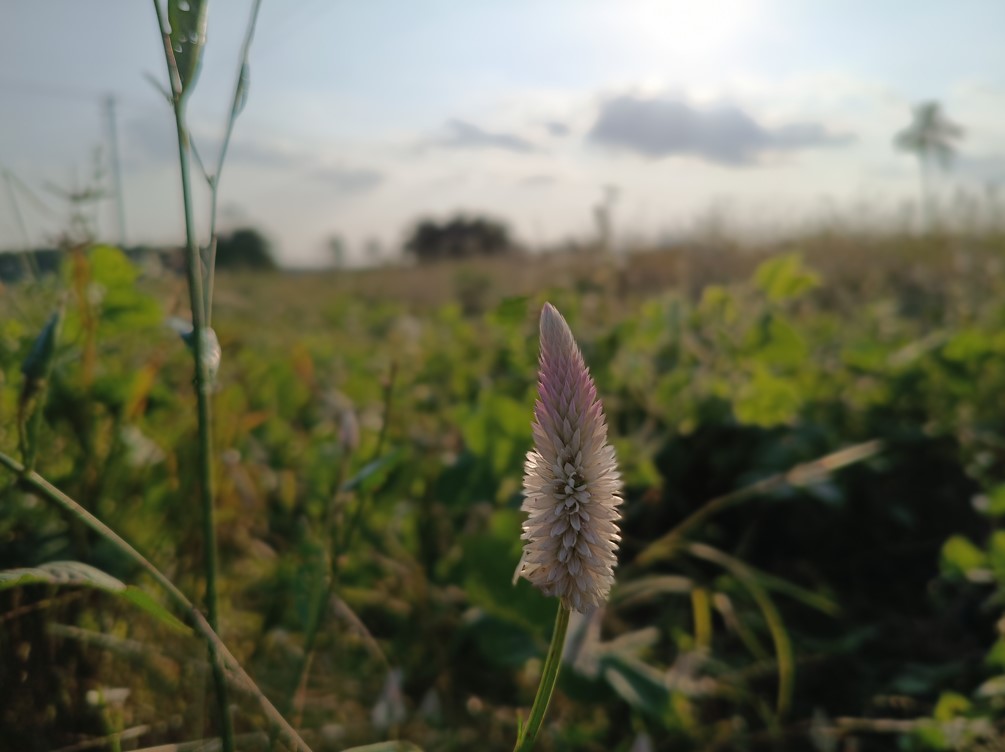 Xiaomi Redmi Note 14 5G's camera sample with portrait mode on.