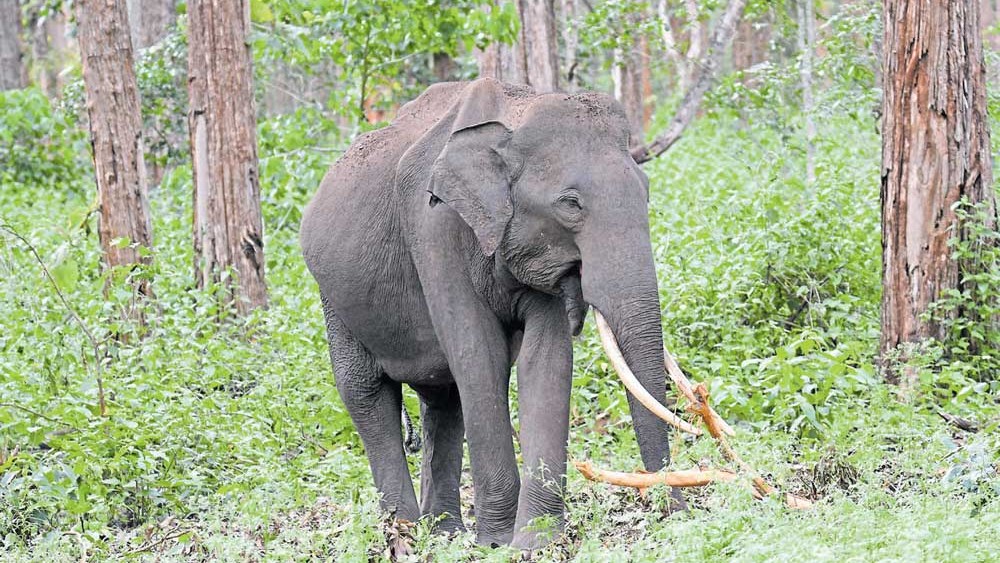 Injured jumbo tranquilised, shifted to rehabilitation centre in Kerala