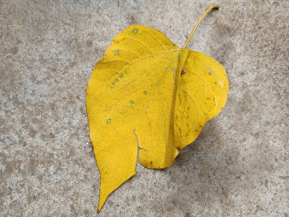 Xiaomi Redmi Note 14 5G's camera sample.