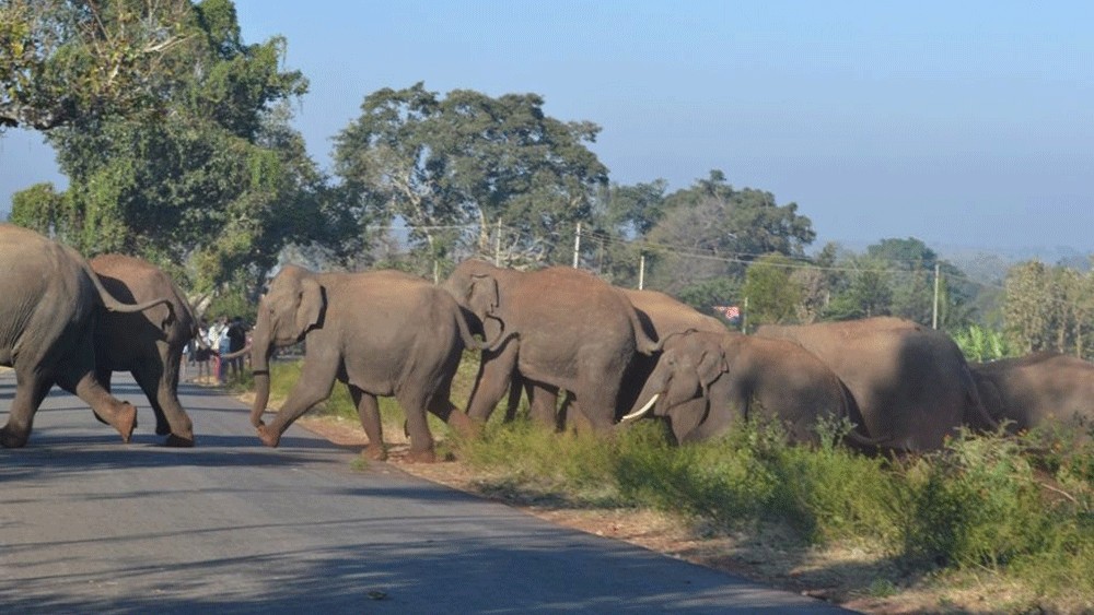 Man-animal conflicts and proposed forest laws fuel unrest in Kerala 