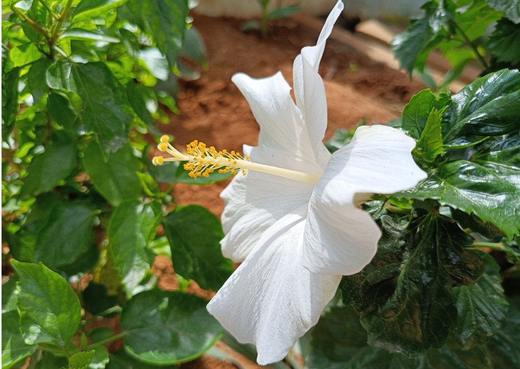 Xiaomi Redmi Note 14 5G's camera sample.