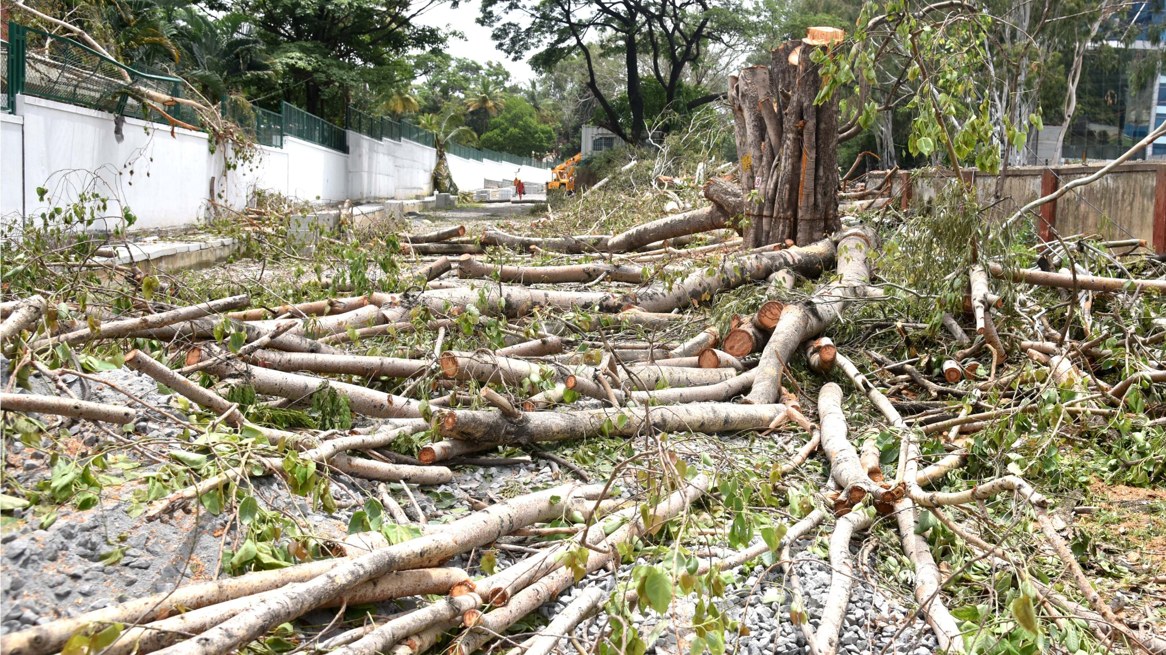Law on trees for saving and not felling them: Supreme Court
