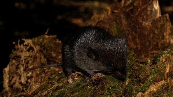 'Amphibious mouse' among 27 new species discovered in Peru's Amazon