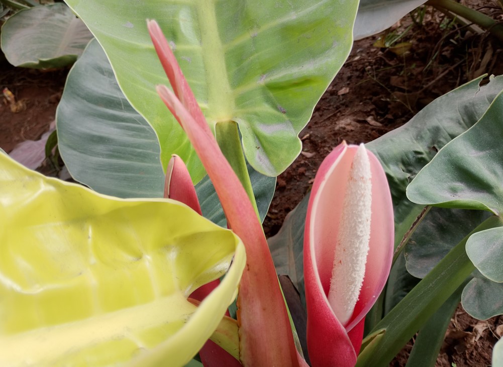 Motorola Moto G35 5G's camera sample.