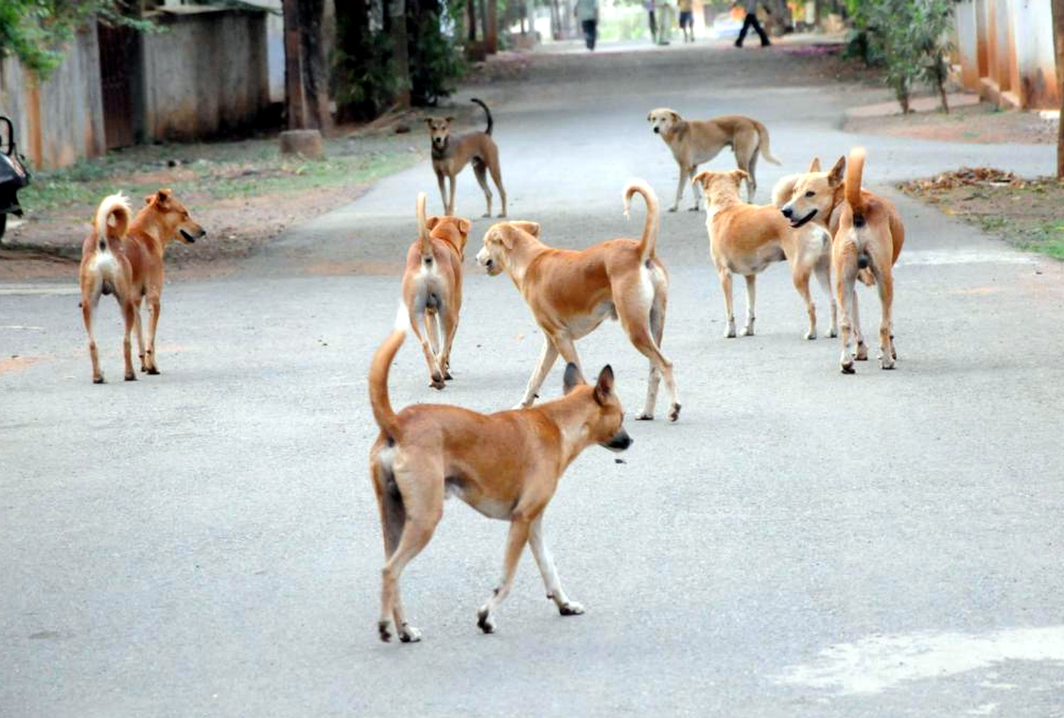 ರಸ್ತೆಯಲ್ಲಿ ಸುತ್ತಾಡುತ್ತಿರುವ ಬೀದಿನಾಯಿಗಳು (ಸಾಂದರ್ಭಿಕ ಚಿತ್ರ)