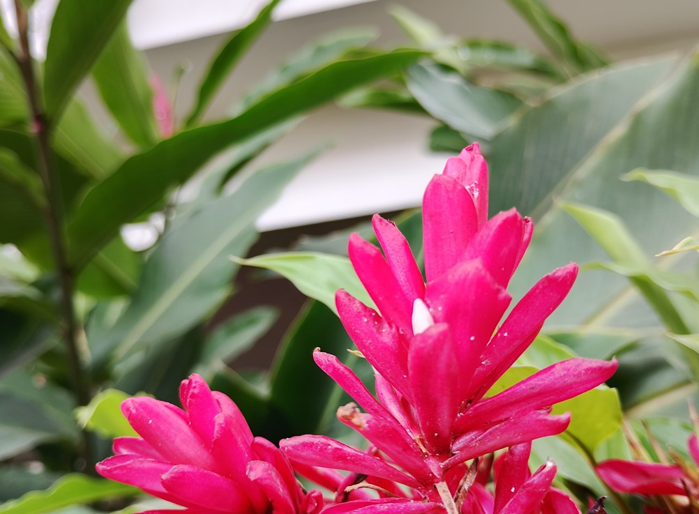 Motorola Moto G35 5G sample with bokeh effect.