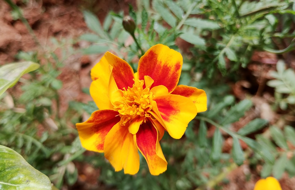 Motorola Moto G35 5G sample.