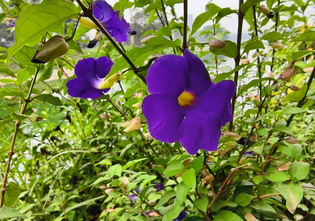 Vivo X200 5G's camera sample.