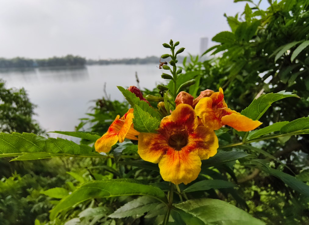 Vivo X200 5G's camera sample.