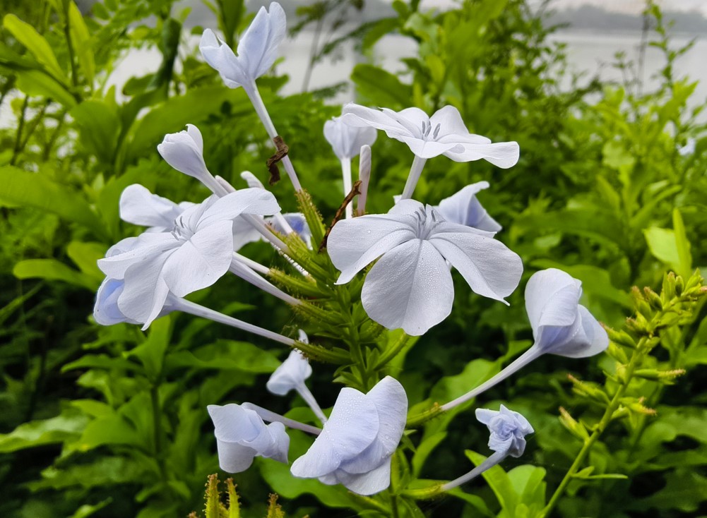 Vivo X200 5G's camera sample.