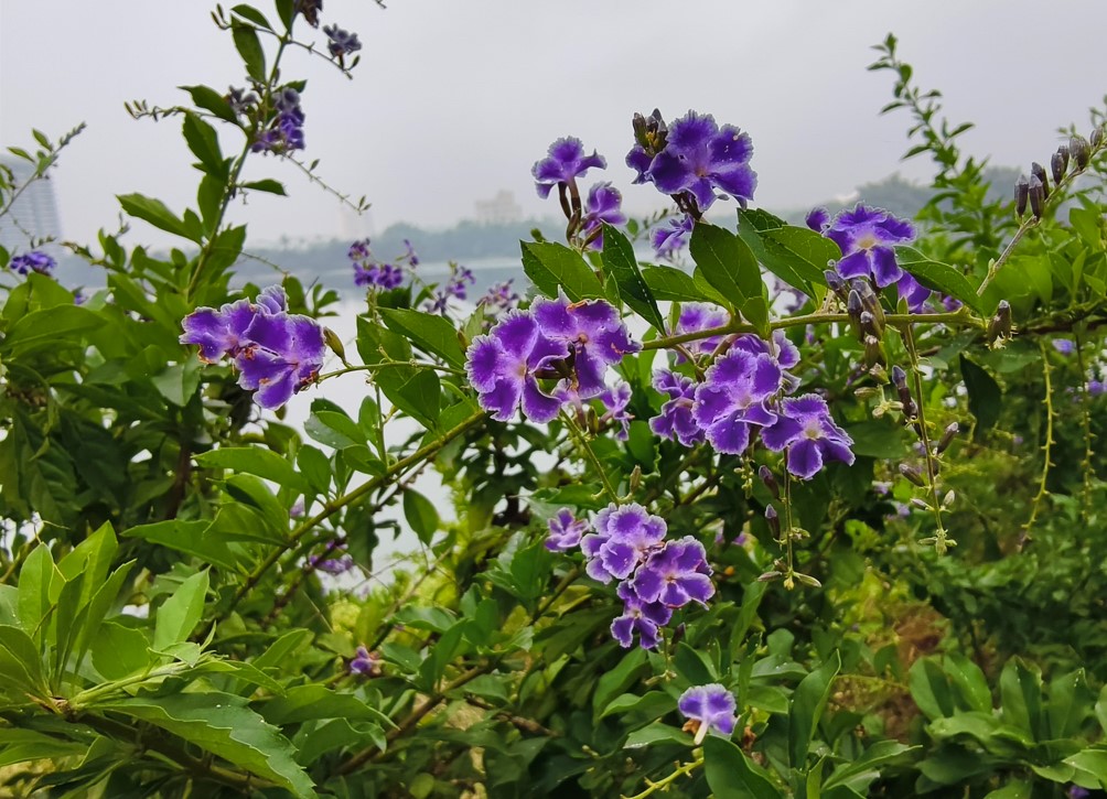Vivo X200 5G's camera sample.