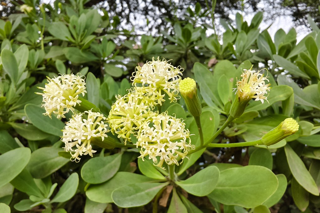 Vivo X200 5G's camera sample.
