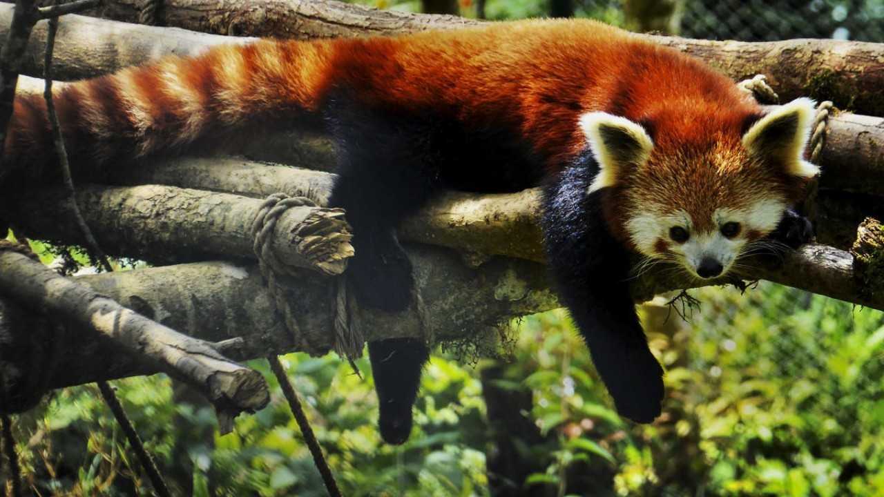Two red pandas reach Darjeeling Zoo from Netherlands