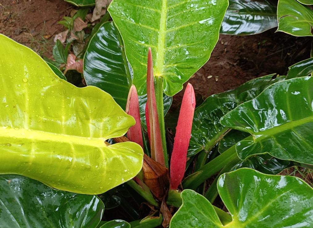 Poco M7 Pro 5G's camera sample.