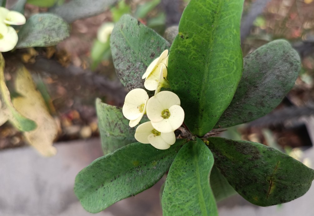 Poco M7 Pro 5G's camera sample.