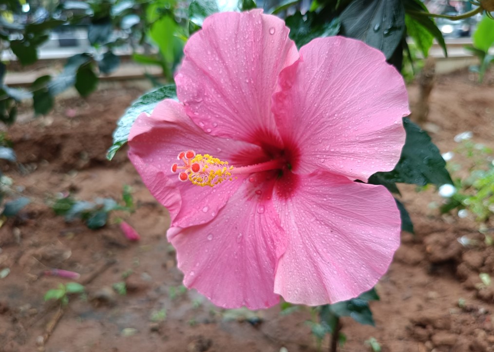 Poco M7 Pro 5G's camera sample.