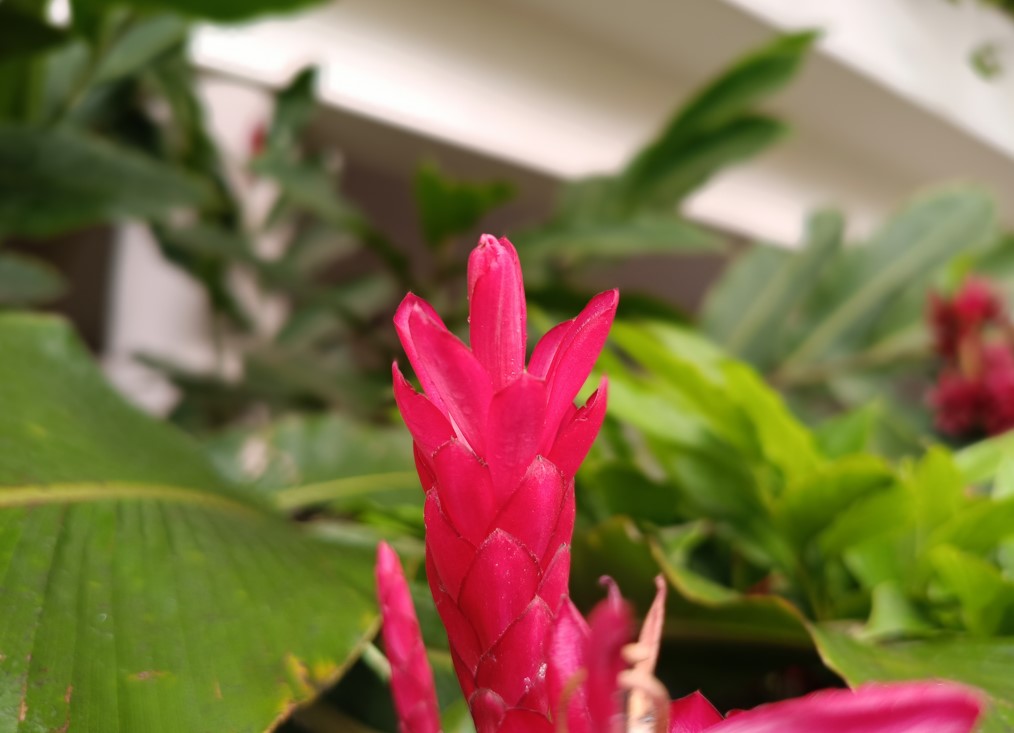 Poco M7 Pro 5G's camera sample with portrait mode.