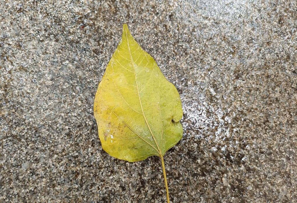 Poco M7 Pro 5G's camera sample.