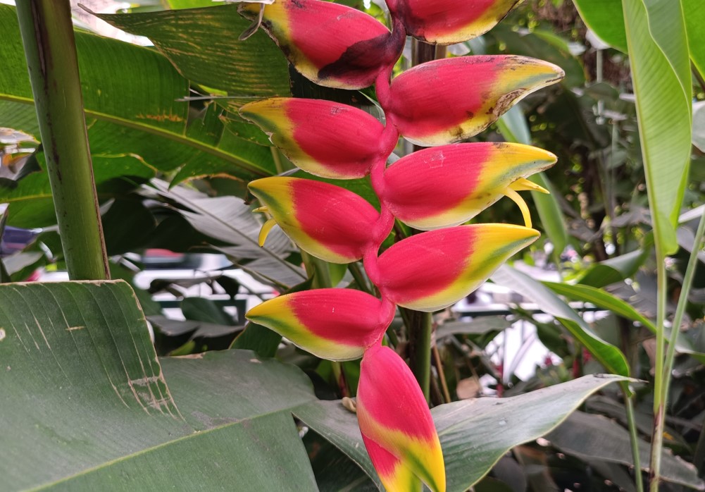 Poco M7 Pro 5G's camera sample.