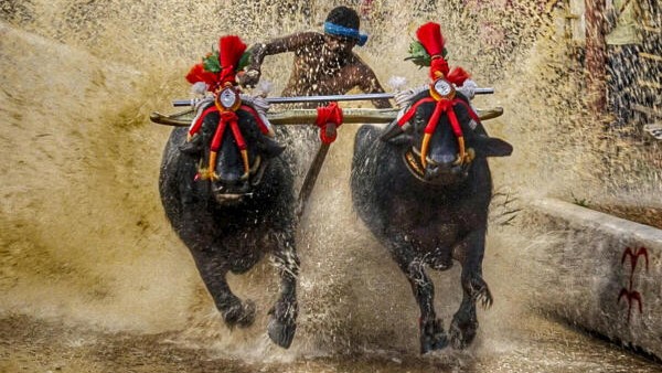 Karnataka State Kambala Association gets recognition due to it from SAK