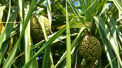 Preserving Kewda’s fragile bloom
