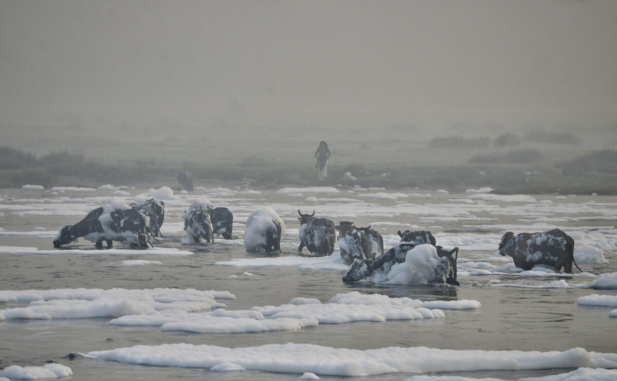 Cattle partially covered with toxic foam, seen in the polluted Yamuna river.