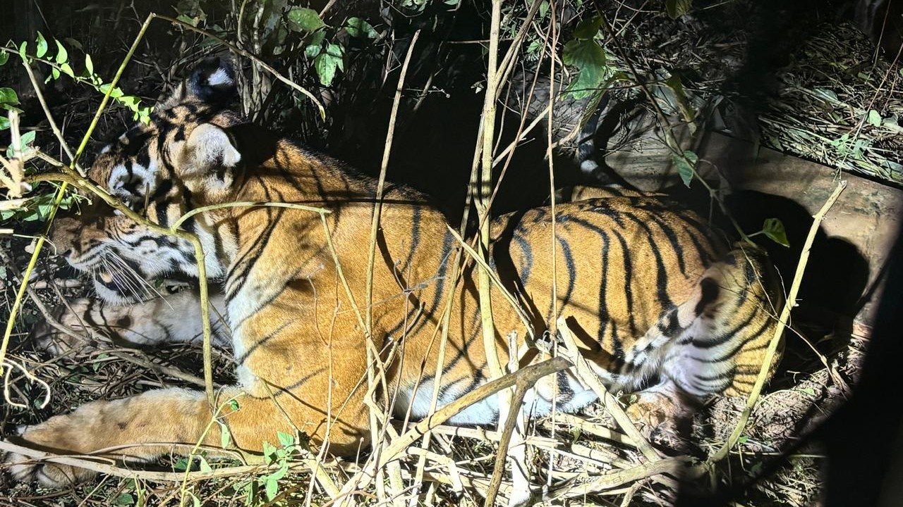 Wildlife Alert: Tiger and Cubs Sighted on RMP Campus in Mysuru
