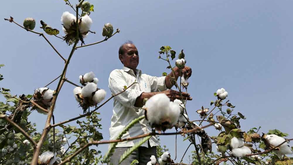Cotton acreage to be lower: CAI