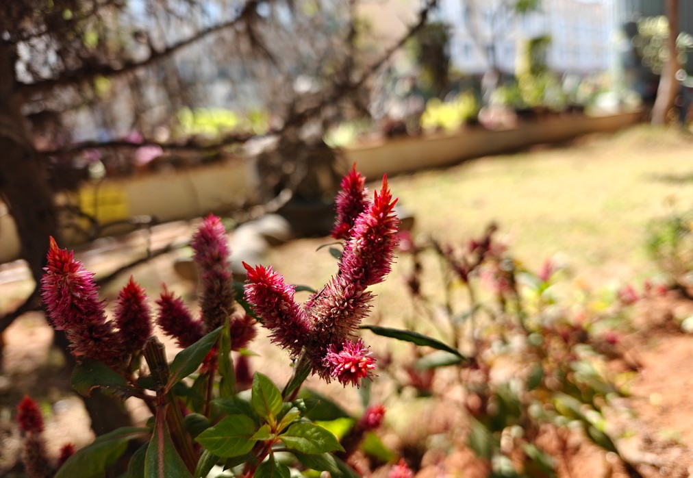 OnePlus 13 5G's camera sample with portrait mode on.