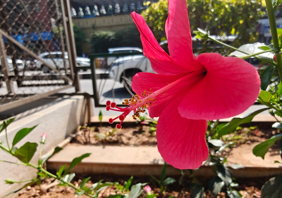 OnePlus 13 5G's camera sample.