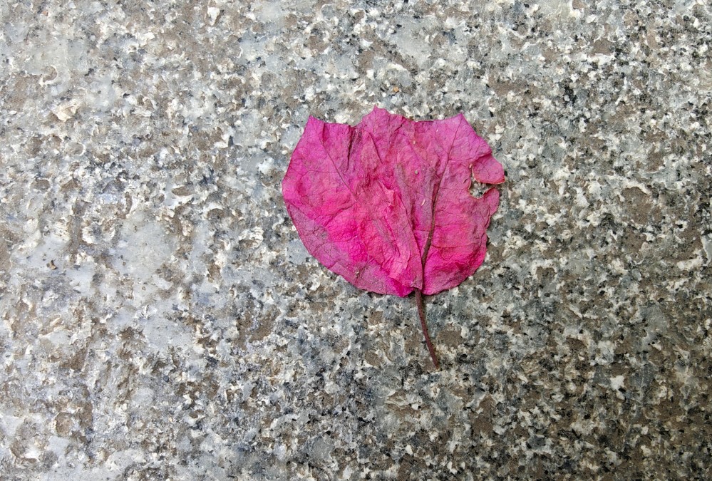 OnePlus 13 5G's camera sample.