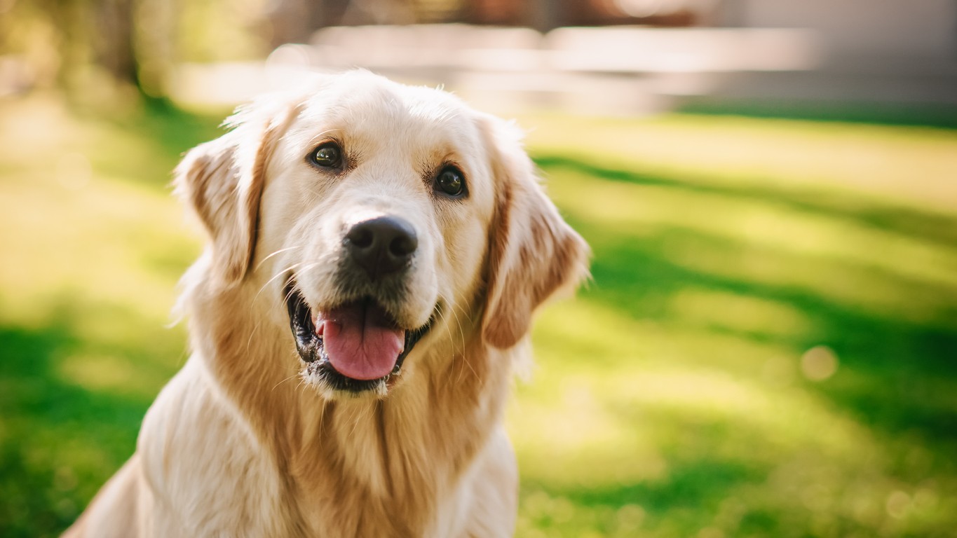 In a first, CRPF launches public adoption of retired force dogs